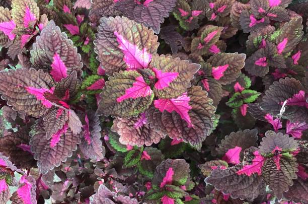 istock Top View of Coleus or Painted Nettle Plants 1172924527