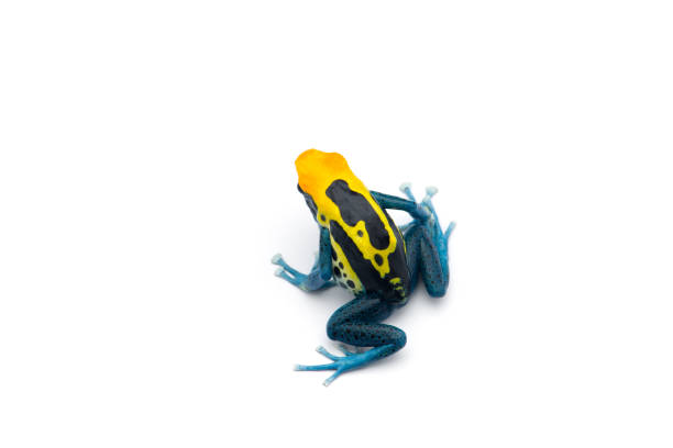 istock Patricia Dyeing Poison Dart Frog isolated on white background 1172926090