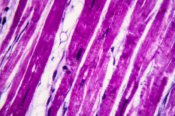 przerost serca, mikrograf lekki - cell plant cell biology scientific micrograph zdjęcia i obrazy z banku zdjęć