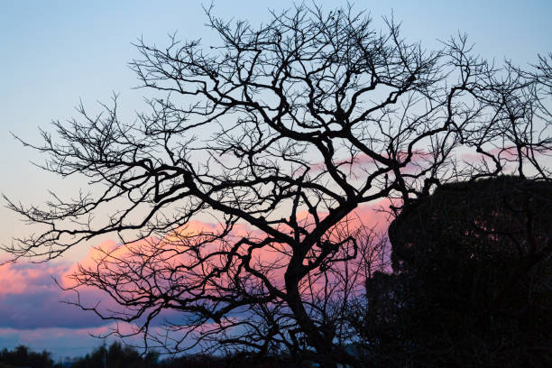 Leafless tree branches against a cold and stark winter sky in landscape
