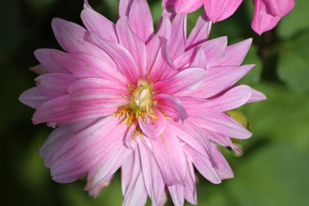 istock Pretty colorful flower 1172927722