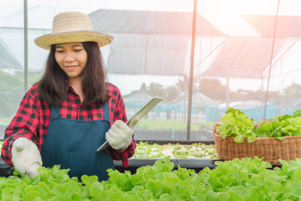 istock woman picking fresh salad from her vegetable garden 1172928261