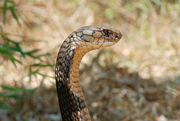 król cobra (ophiophagus hannah) jest najdłuższym jadowitym wężem na świecie, dorastającym do długości 18,5 stopy. jad kobry królewskiej jest przede wszystkim neurotoksyczny, a wąż jest w pełni zdolny do zabicia człowieka jednym kęsem, teraz  - king cobra cobra snake india zdjęcia i obrazy z banku zdjęć