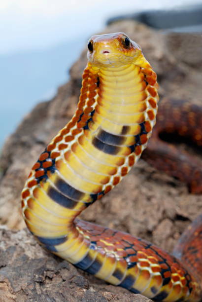 istock Large-eyed False Cobra, Pseudoxenodon macrops, A proficient mimic of the true cobra displaying a similar hood many colour variations seen, Hama Camp, Arunachal Pradesh, India. 1172928821