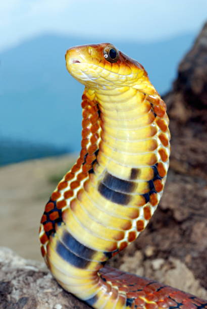 istock Large-eyed False Cobra, Pseudoxenodon macrops, A proficient mimic of the true cobra displaying a similar hood many colour variations seen, Hama Camp, Arunachal Pradesh, India. 1172928823
