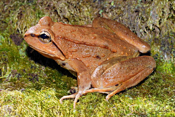 istock EASTERN GIANT TOAD, Peltophryne peltacephala, Paa spp. A frog found at high altitude at hama camp, Arunachal Pradesh, India.