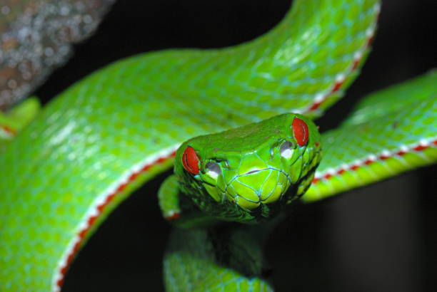 istock Pope's Pit Viper, Trimeresurus popeiorum, is generally encountered at night above an elevation of 800 metres. A venomous pit viper, Khellong, Arunachal Pradesh, India 1172929419