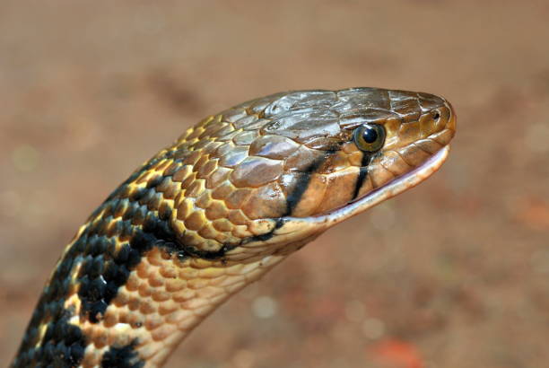 istock Xenochrophis piscator (Checkered Keelback), Paniwala or Nadiwala Sanp, This specie possesses great variation in colour and pattern, depending on its habitat. A non-venomous, semi auatic species of snake at Murud, Konkan, Maharashtra, India. 1172929430