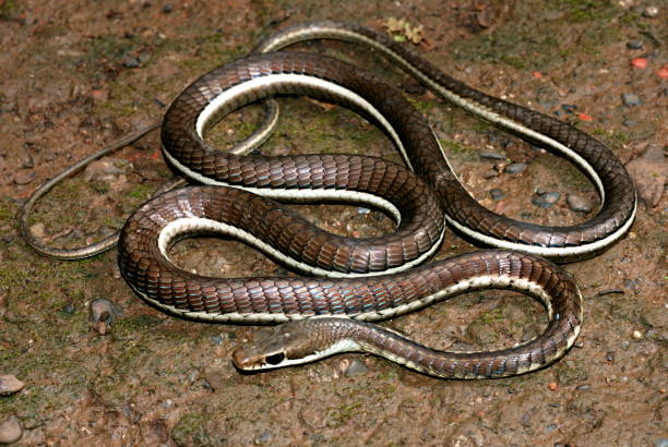 istock Bronzeback Dendrelaphis tristis is a species of tree-snake, It is a long slender snake with a pointed head and a bronze coloured line running down its back. Feeds on geckos and frogs. Non-venomous snake, Lonavala, Maharashtra, India 1172929436