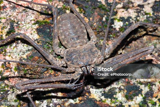 Amblypygid Phrynus Amblypygi Is An Order Of Invertebrate Animals Belonging To The Class Arachnida In The Subphylum Chelicerata Of The Phylum Arthropoda Amblypygids Are Also Known As Tailless Whip Scorpions Murud Konkan Maharashtra Indian Stock Photo - Download Image Now