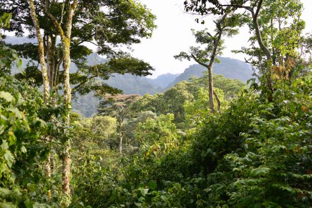 bosque impenetrable de bwindi - valle del rift fotografías e imágenes de stock