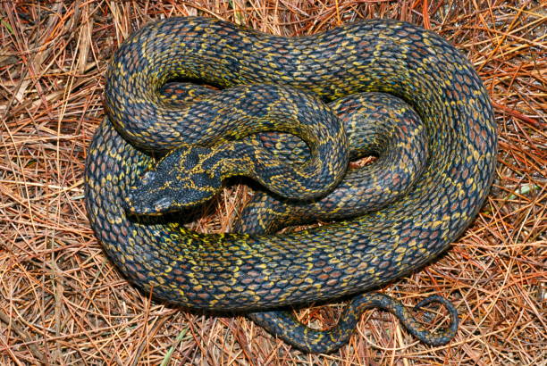 protobothrops jerdonii. uma rara espécie de víbora de poço de tamanho médio. arunachal pradesh. índia - print media fotos - fotografias e filmes do acervo