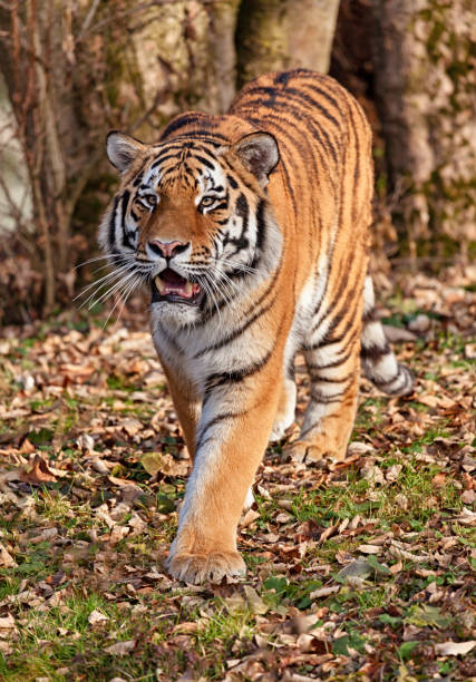 istock Tiger walking in autumn forest close-up 1172930840