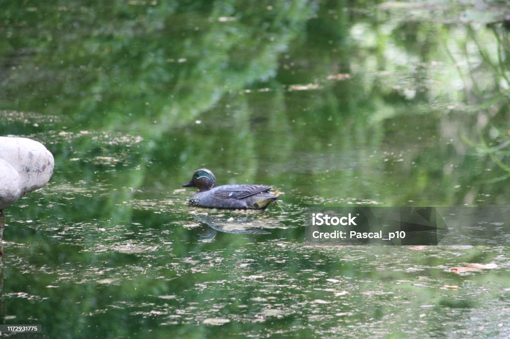Small pond La Tronche, France - September 05, 2019: Photography that is showing a small pond 2019 Stock Photo
