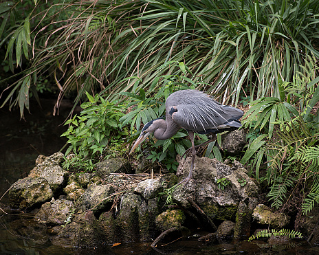 Blue Heron in its environment and surrounding.