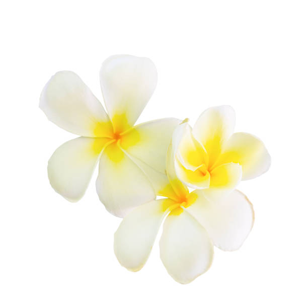 Plumeria flower panicle isolated on white background ( Common name pocynaceae Frangipani Pagoda tree Temple tree )