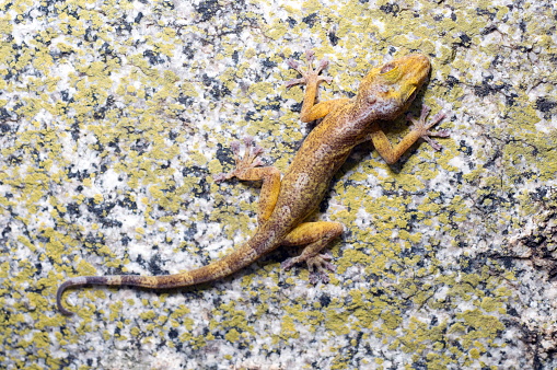 Adult golden gecko, a rare lizard species from the eastern ghats