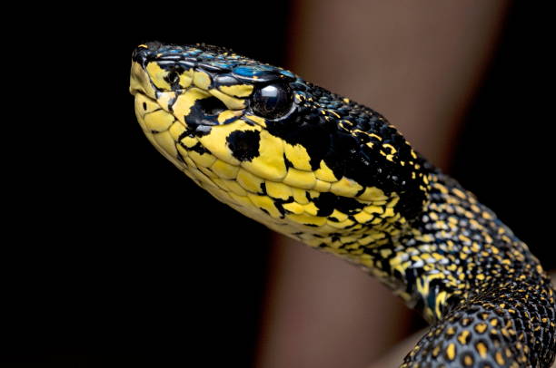 istock RED SPOTTED PIT VIPER. Trimeresurus jerdonii. Venomous. Jerdon's Viper 1172933841