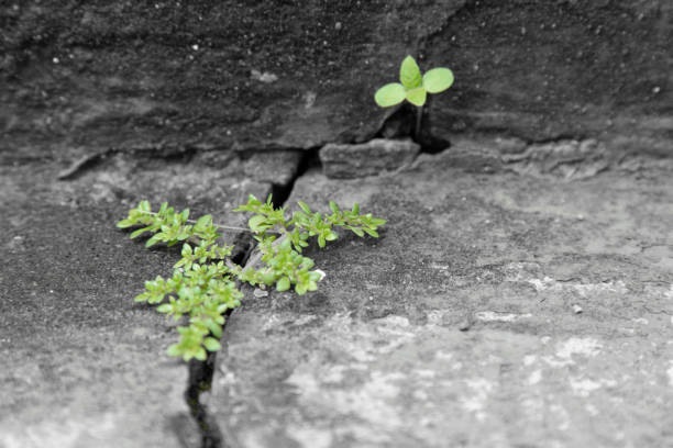 istock Plant seed growing through crack in cement floor. 1172933867