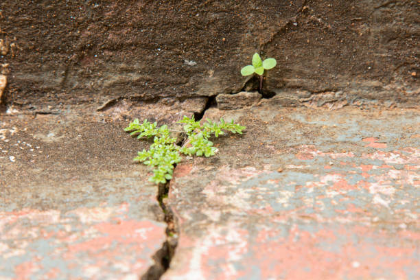 istock Plant seed growing through crack in cement floor. 1172933881