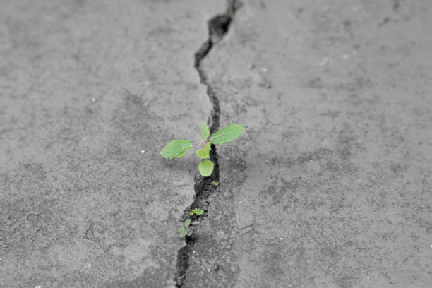 istock Plant seed growing through crack in cement floor. 1172934421