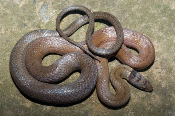 istock COLLARED BLACK HEADED SNAKE, Sibynophis Collaris Non venomous, Common A colubrid species from northeast India 1172934567