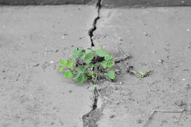 istock Plant seed growing through crack in cement floor. 1172934666