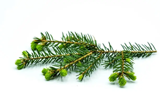 blooming fir branch isolated on white background