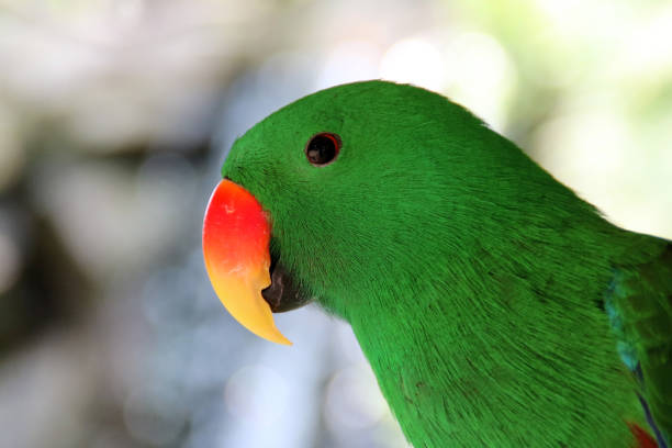 Bird Kasturi Ternate from Indonesia