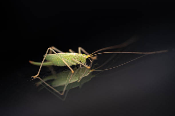 Isolated green grasshopper
