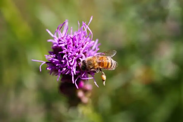 Macro close up of pink purple kobold flower (Liatris spicata) with view from above against blurred background.