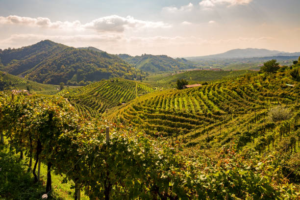 istock Vineyards in Valdobbiadene 1172939060