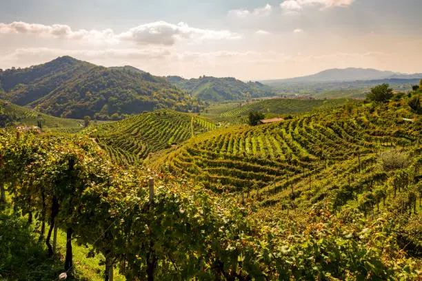 Photo of Vineyards in Valdobbiadene