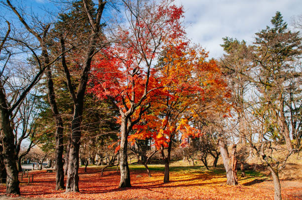 istock Red autumn maple tree garden at Aizu Wakamatsu 1172940966