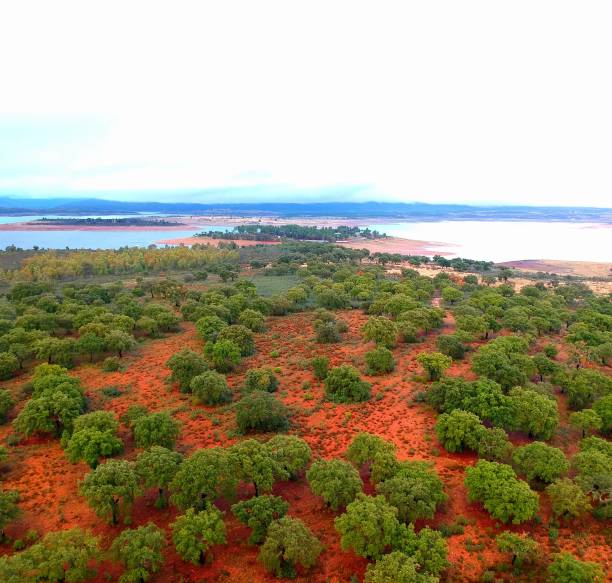 istock Landscape of trees on reddish soil 1172940999