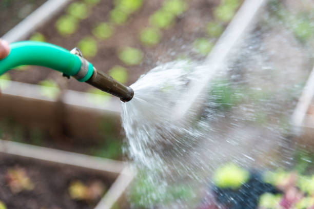istock Gardeners are watering vegetable gardens. 1172942638