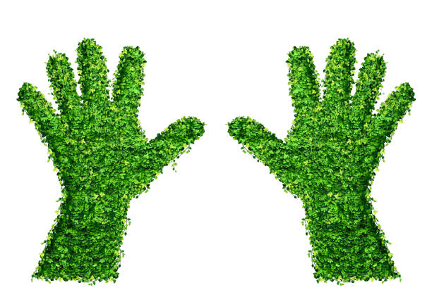 Hand shape symbol from the Ficus pumila leaf (Ficus pumila), isolated on white. For green and eco concept design.
