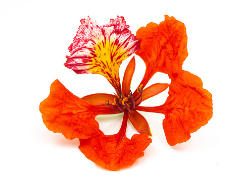 Flam-boyant flower isolated on white background
