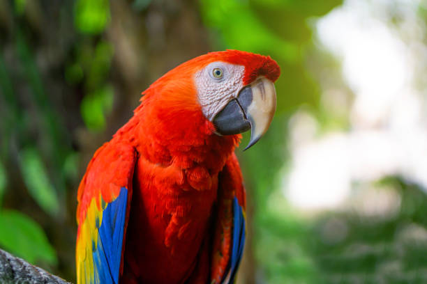 istock Red Macaw Parrot Is sticking on branches 1172942891