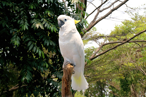 Corellas sit high on the branches of a dead tree