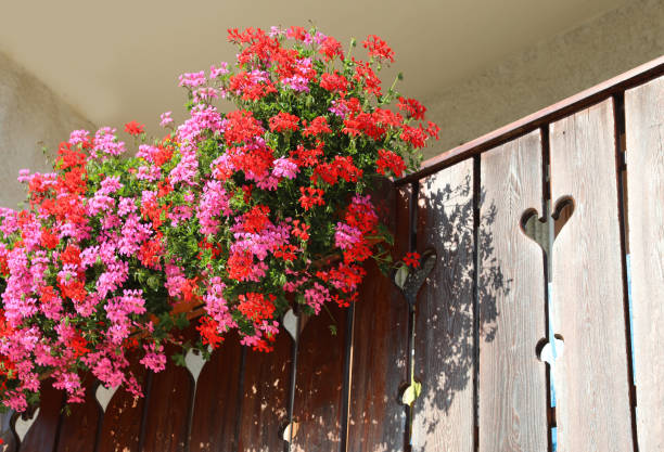 Balconies with flower pots, purple and white  petunias in Santiago de Compostela, Galicia, Spain.