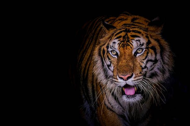 Face tiger the Siberian tiger (Panthera tigris tigris) also called Amur tiger stock photo