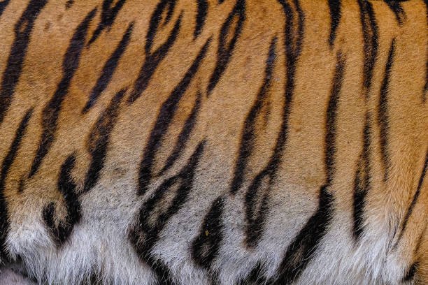 istock Close up tiger skin texture background 1172944263