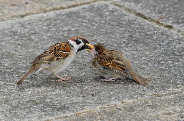 istock Sparrow parent and child 1172945285