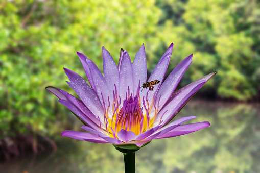 Lotus flower with bee good environment park