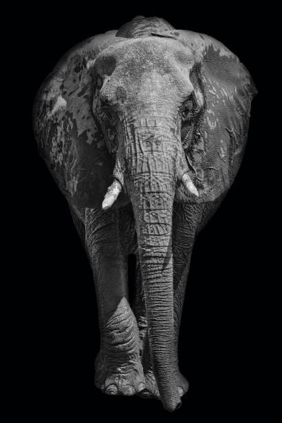 istock African elephant on dark background in black and white image 1172947783