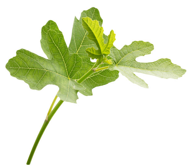 istock fig leaves isolated on a white background 1172948243