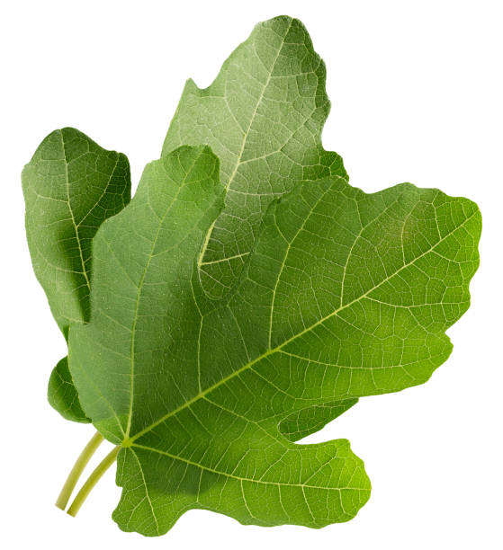 istock fig leaves isolated on a white background 1172949224