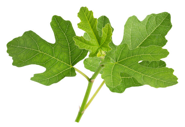 istock fig leaves isolated on a white background 1172949342
