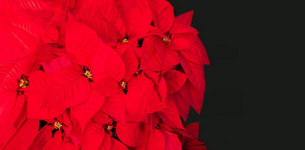 istock Christmas Star Flower  Red Poinsettia. Copyspace. Top view 1172950220